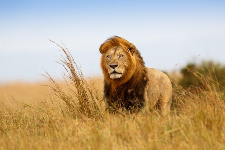 che cosa vedere in sudafrica in una settimana