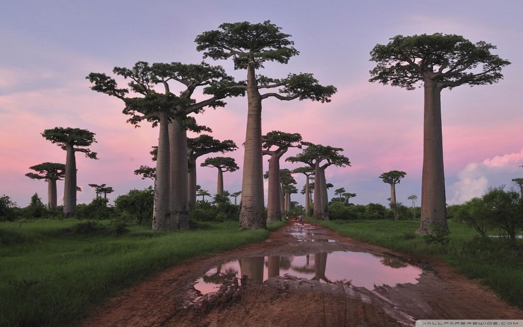 viaggio di nozze madagascar