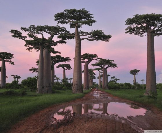viaggio di nozze madagascar